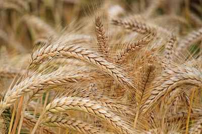 ¿Por qué es importante que el niño consuma cereales?